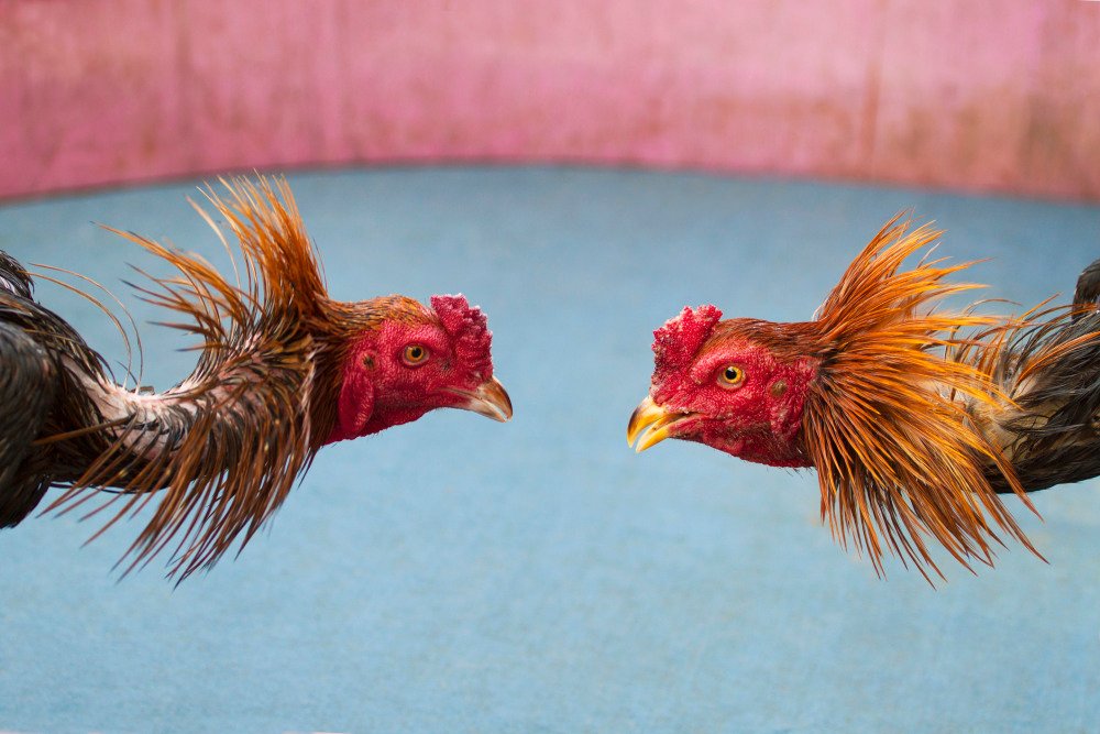 Chicken Farmers Cry Fowl … and Other Legal News You May Have Missed