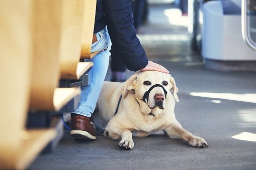 Dog Leasers Get Bit … and Other Legal News You May Have Missed